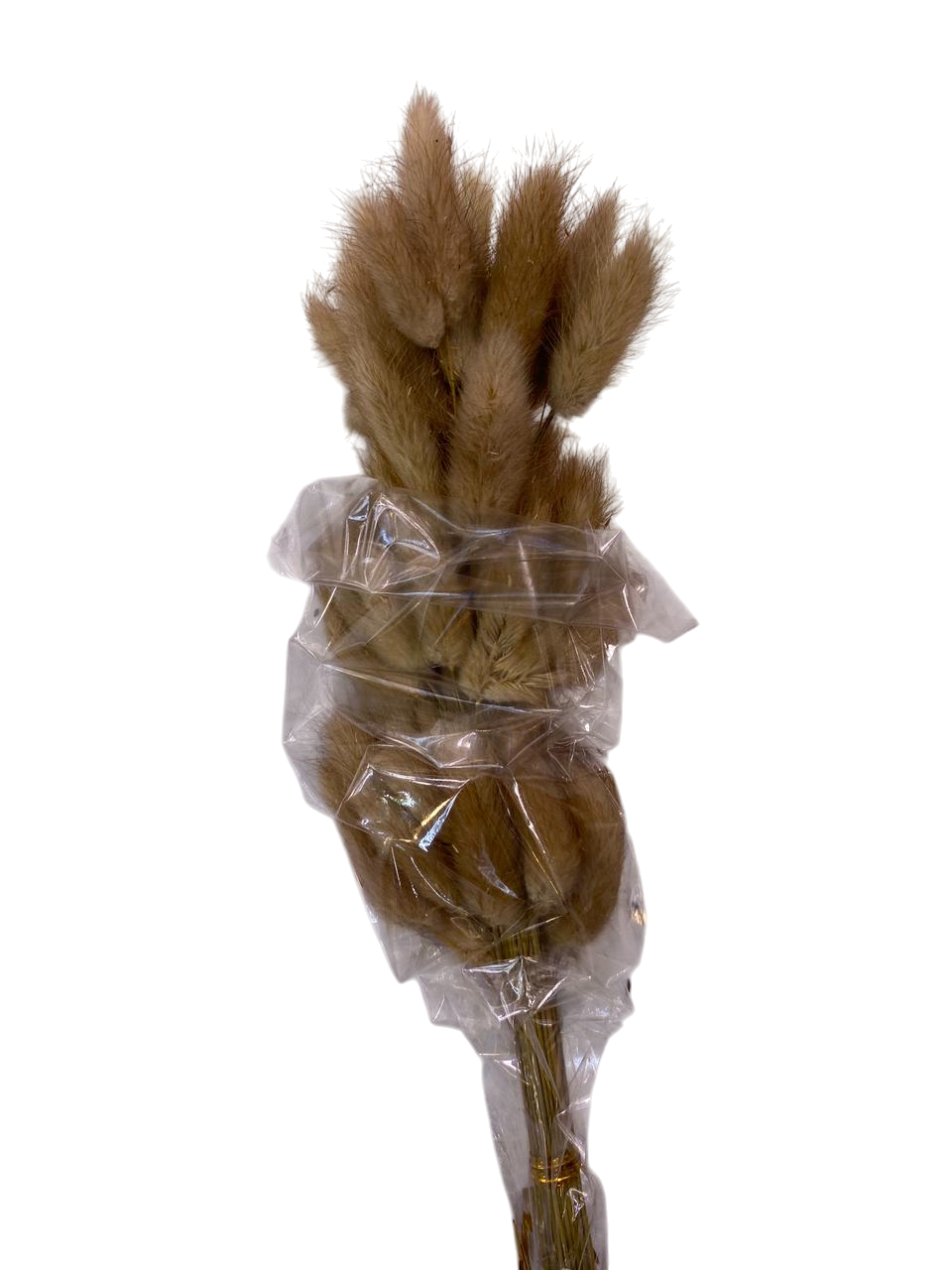 Premium Beige Bunny Tail Stems