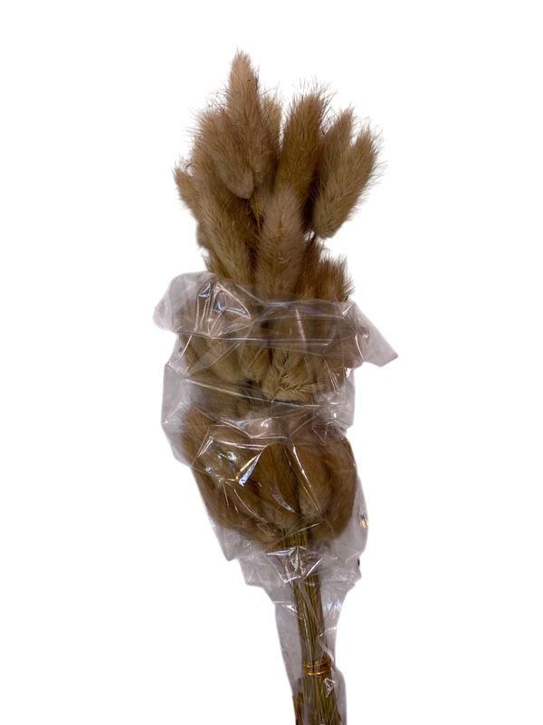 Premium Beige Bunny Tail Stems