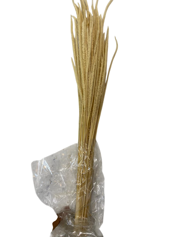 Luxury Dried Reed Millet Stems