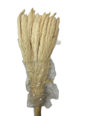 Luxury Cream Pampass Stems (Packet)
