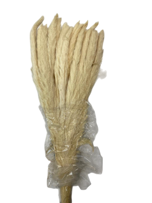 Luxury Cream Pampass Stems (Packet)